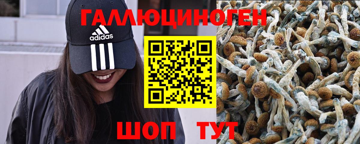 Галлюциногенные грибы Cubensis  Вход с VPN  где купить наркоту  Назрань 